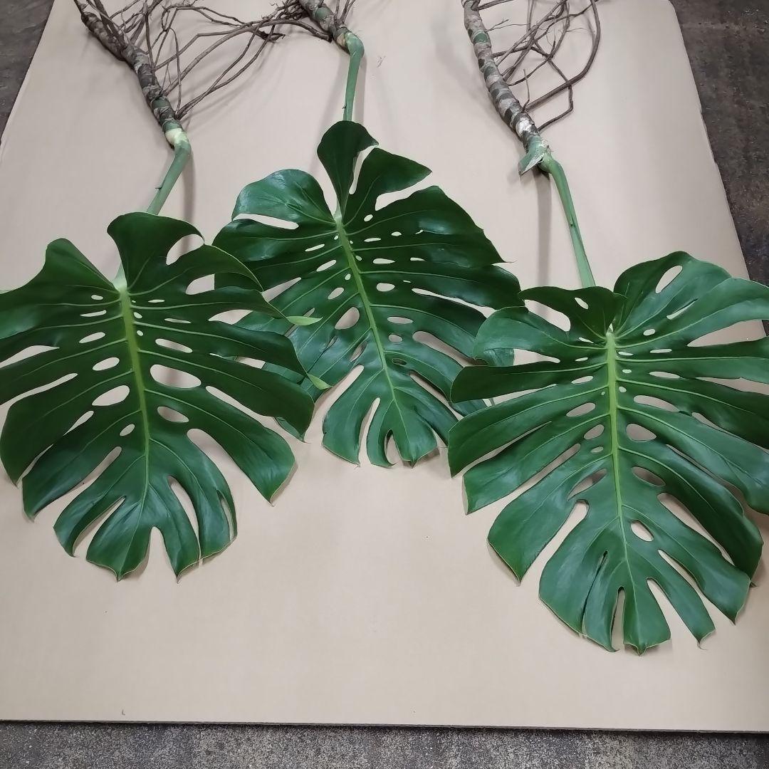 モンステラの葉 大きめ 3枚セット　観葉植物