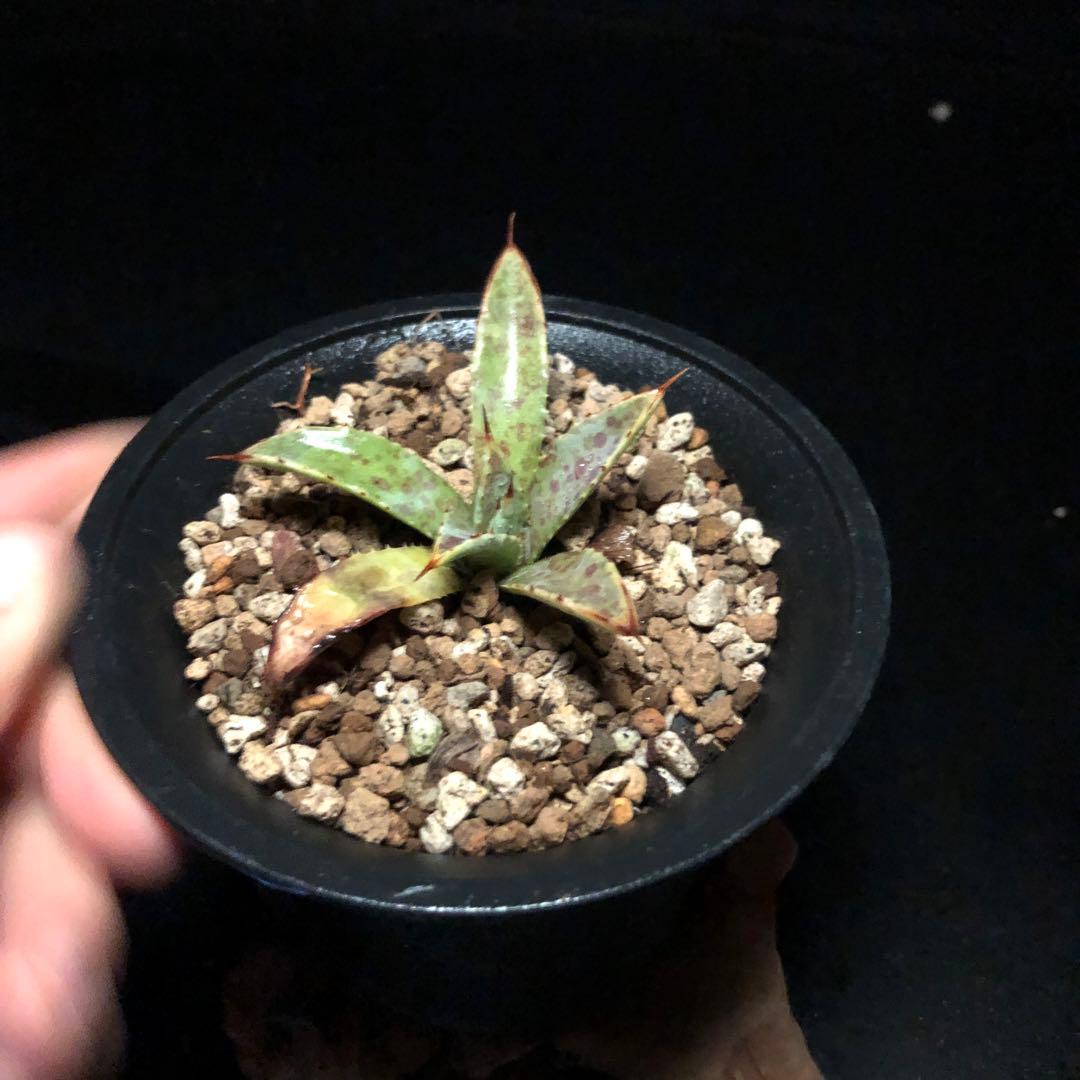 セールアガベ　ハイブリッド　紫之君×血雨‼️