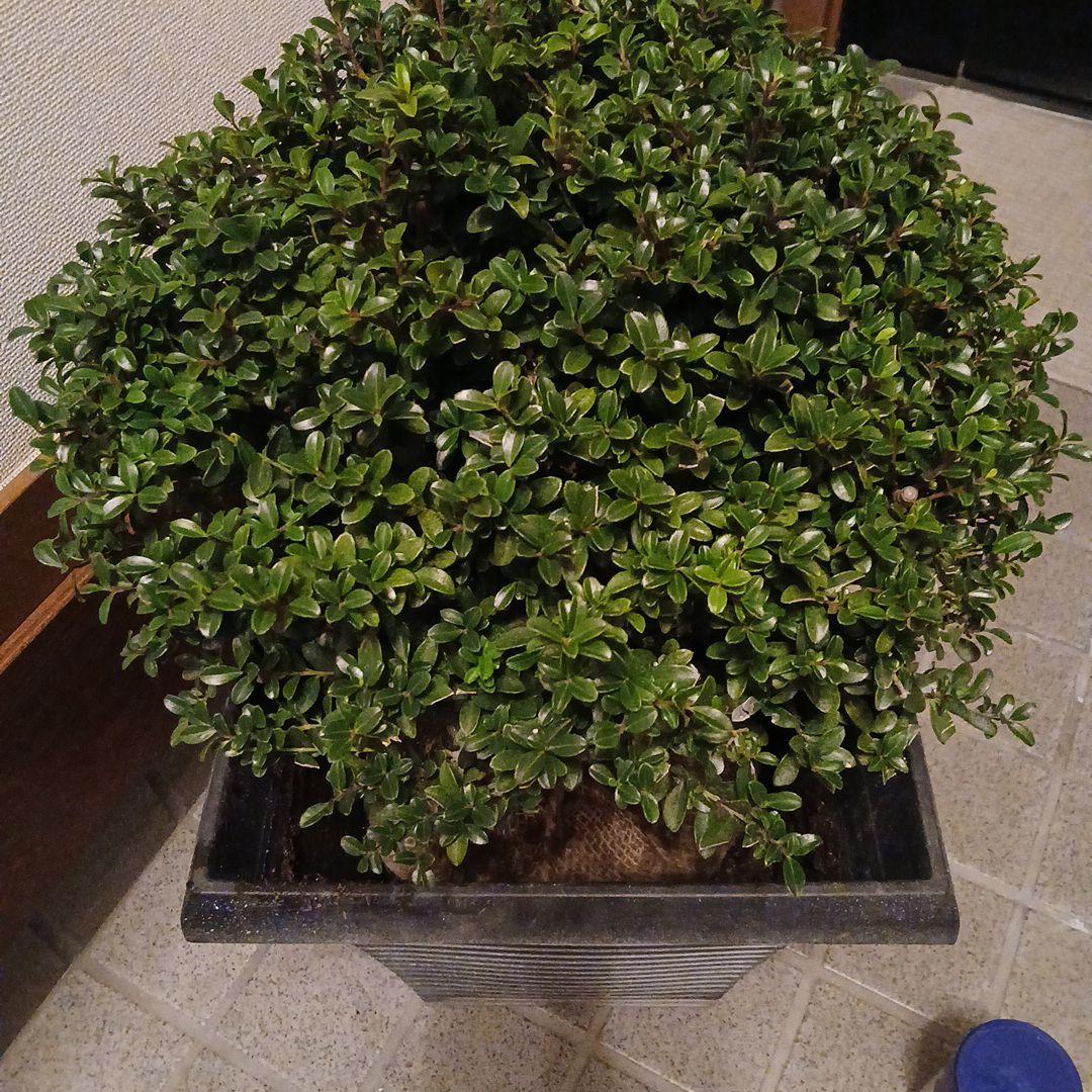 ツゲ苗　　抜き苗　　2本