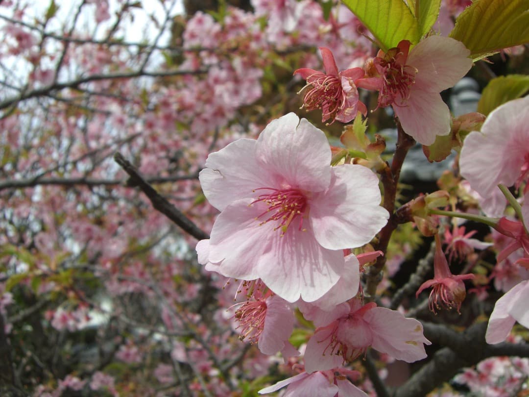 実写美⭕️美品【動作確認済】CASIO EXILIM EX-S770 デジカメ