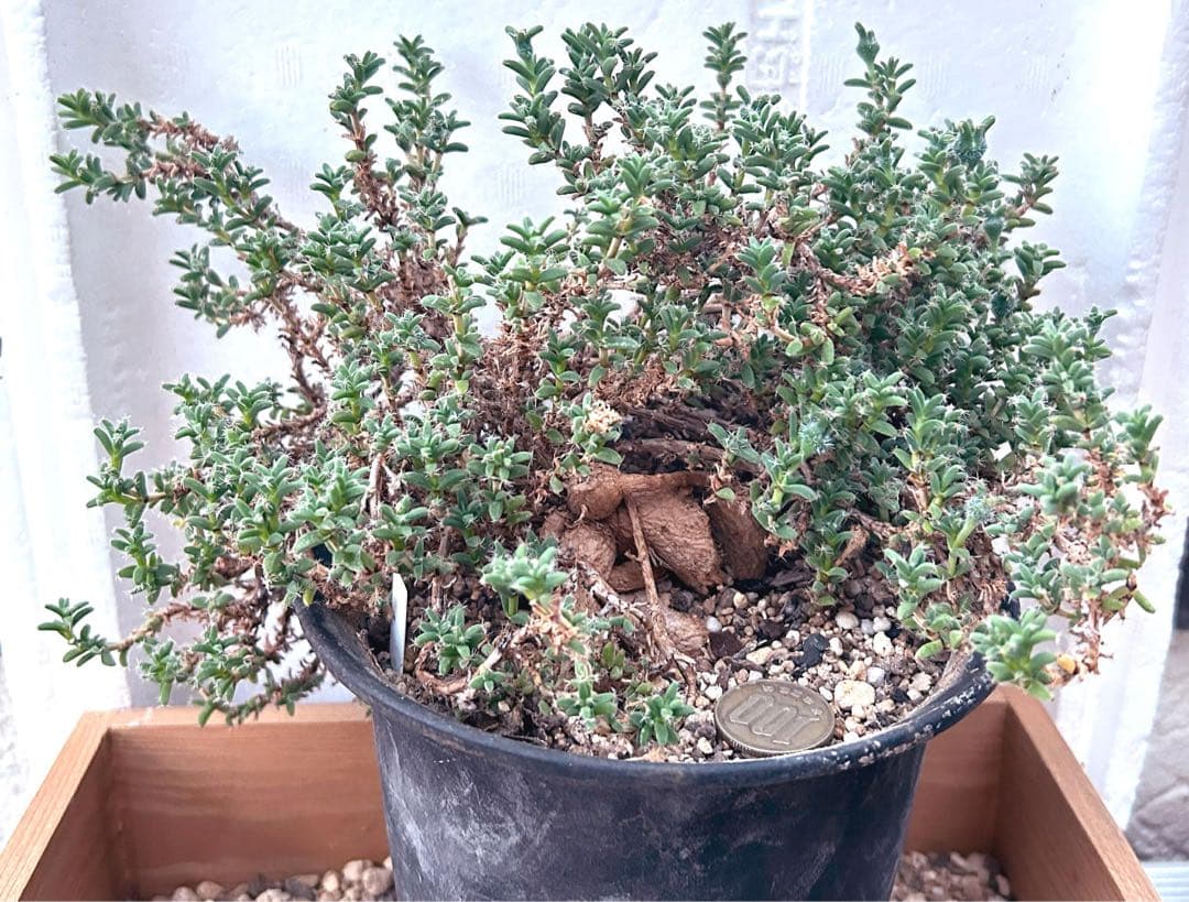 レア古株大株多肉植物 トリコディアデマ・ブルボスム 姫紅小松 抜き苗２