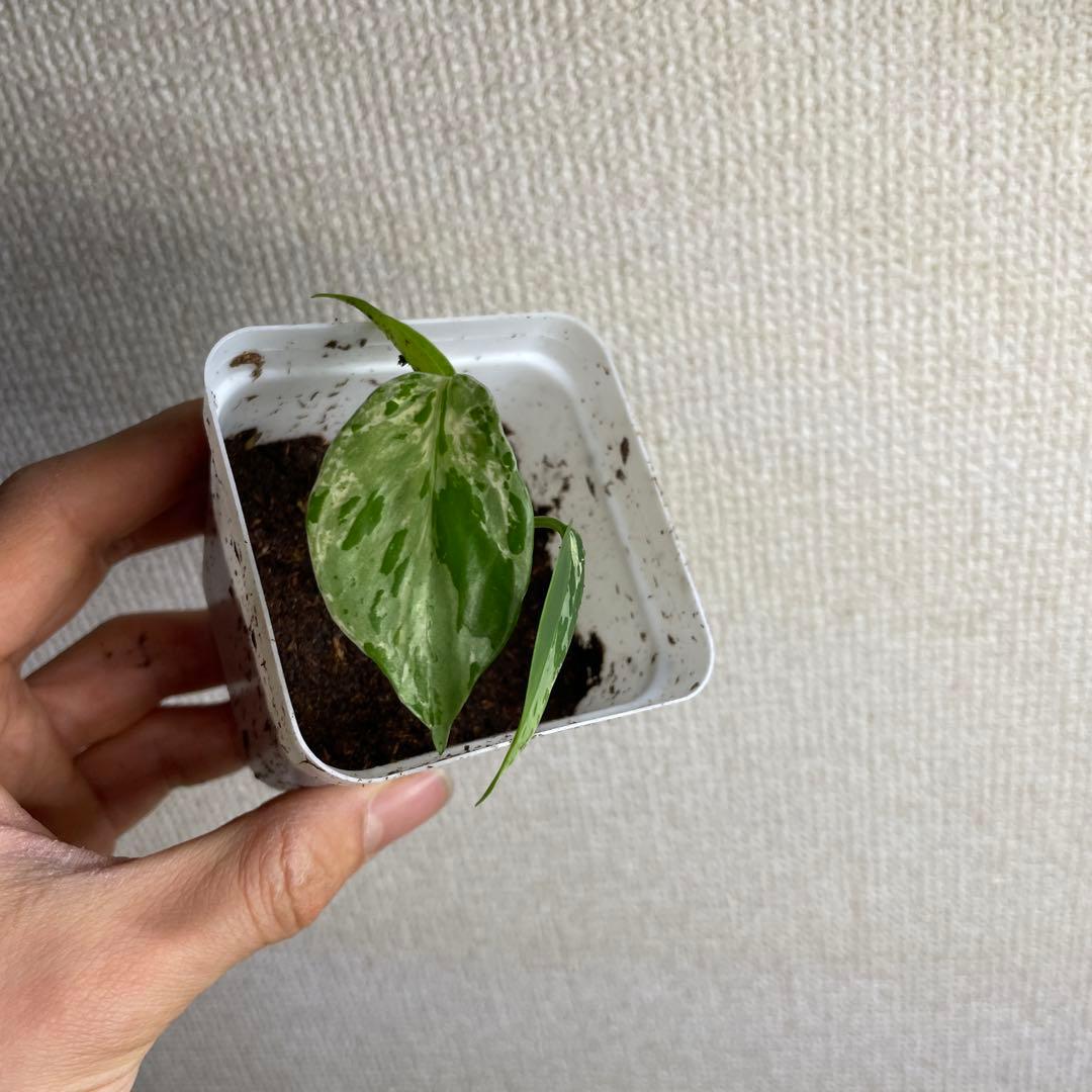 て*な様 モンステラ　デリシオーサ　バルバソー