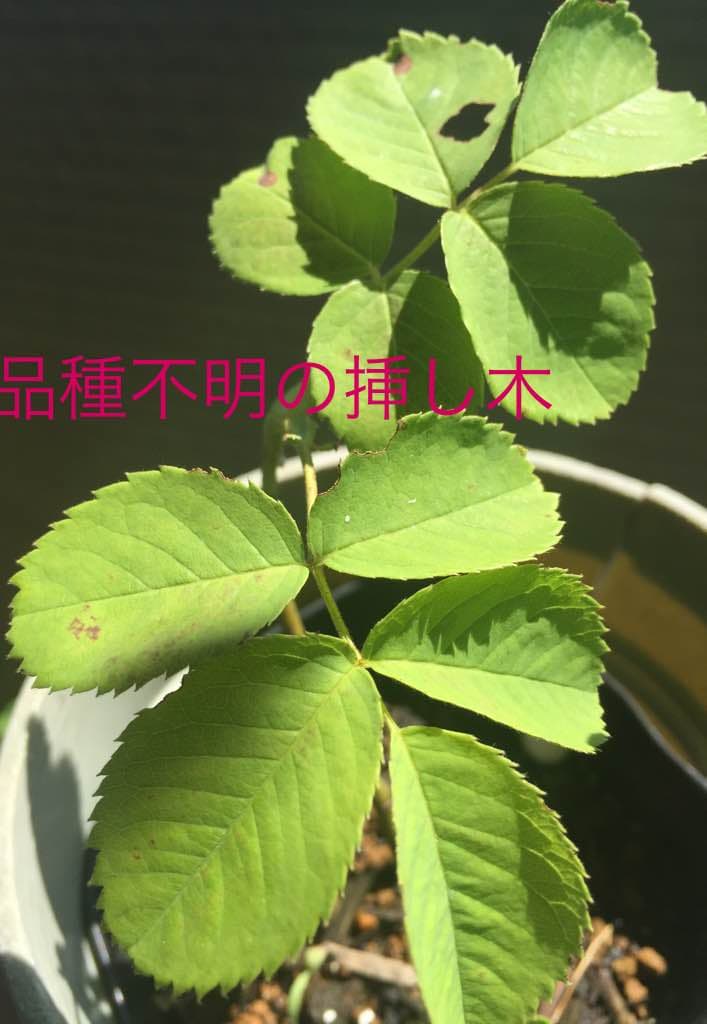 ロサ ガリカ ウェルシコロル オールドローズ苗