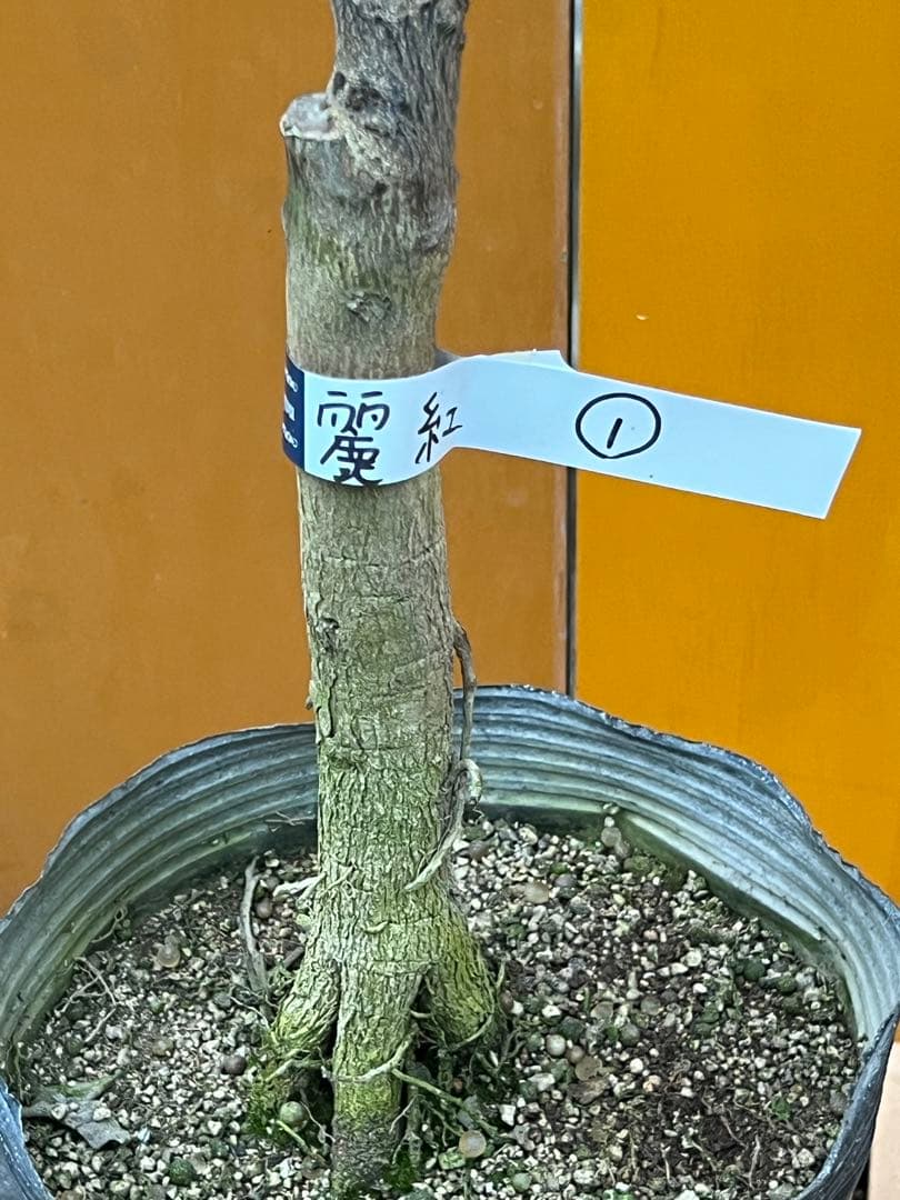 麗紅　1