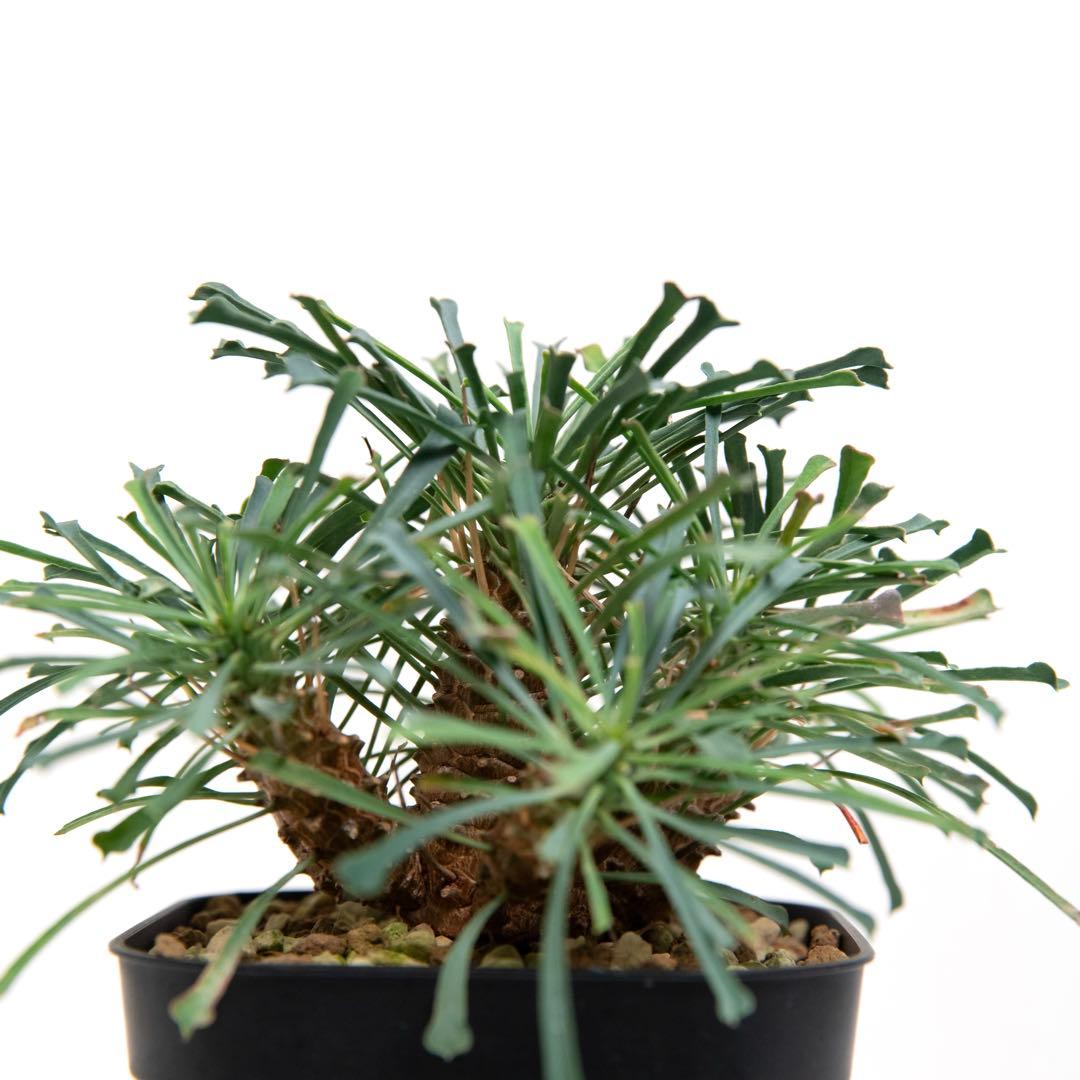 ユーフォルビア ムルチフォリア　Euphorbia multifolia
