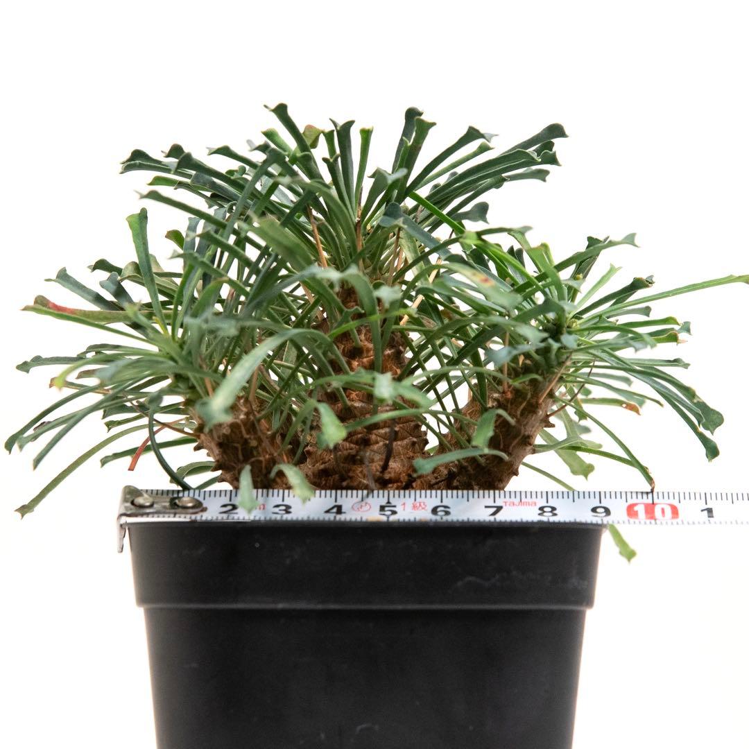 ユーフォルビア ムルチフォリア　Euphorbia multifolia