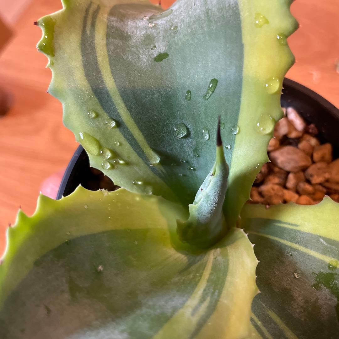 アガベ　サルミアナ　リップルエフェクト　発根済