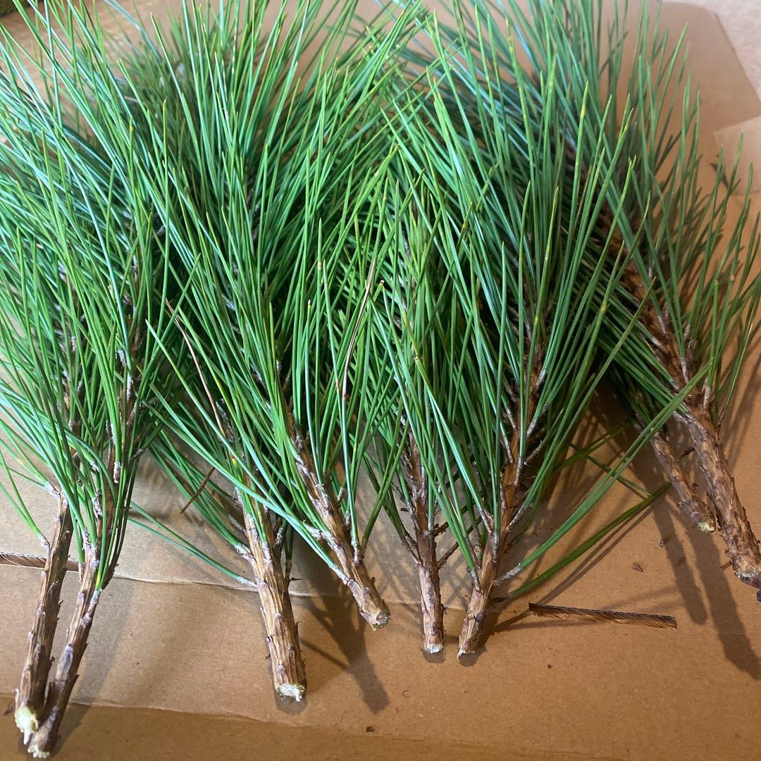 松　みかん箱3箱ぱんぱんに詰めます　30cm前後目安