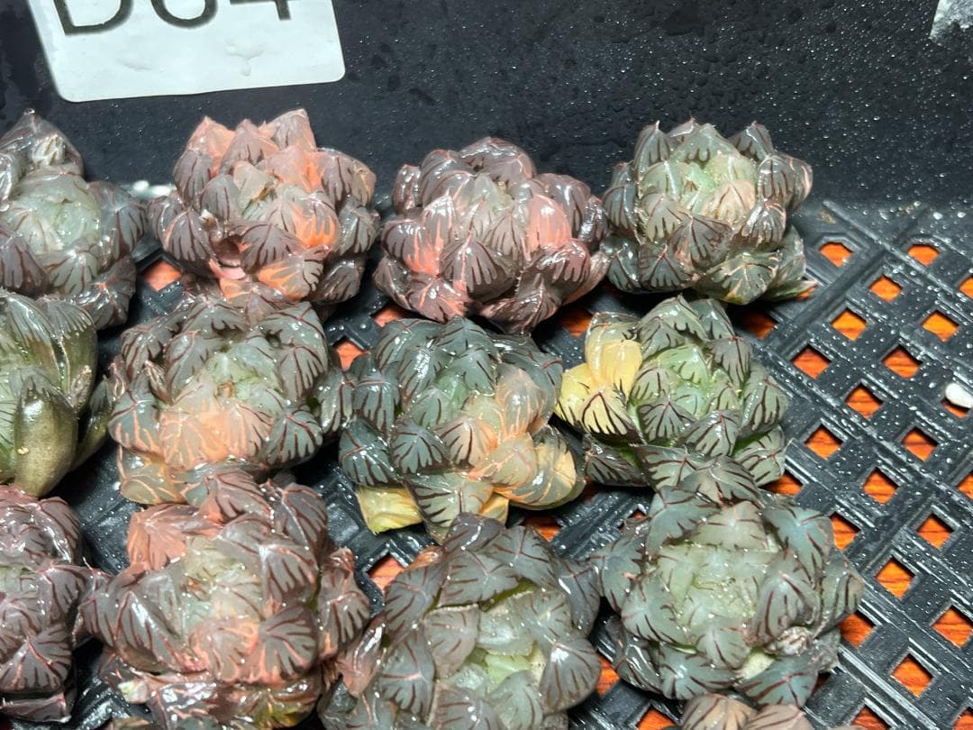 エ*カ様 1 多肉植物 ハオルチア　オブツーサ錦 水中月錦 糊斑 超美品 25株