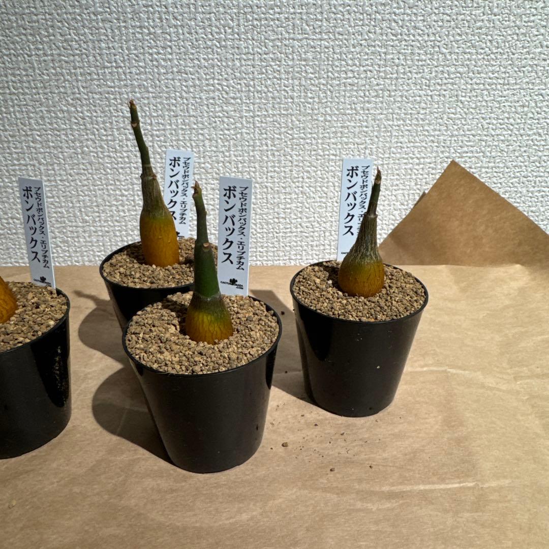 プセウドボンバックス　4株　抜き苗発送