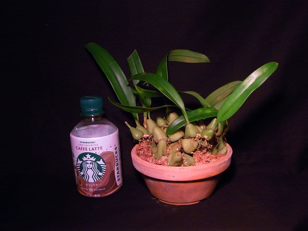 洋蘭 洋ラン 原種 バルボフィラム Bulb. lindleyanum